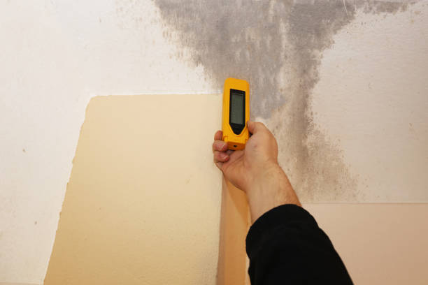 Best Environmental Consulting for Mold Prevention  in Oakland, FL