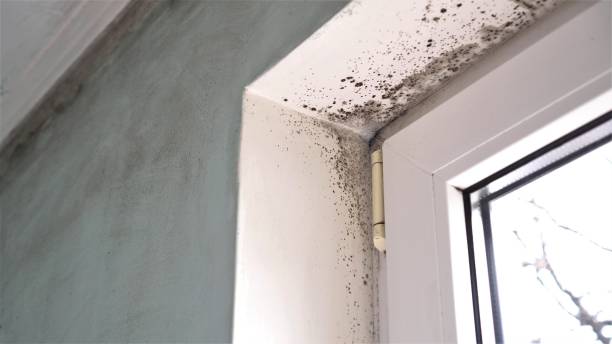 Best Mold Odor Removal Services  in Oakland, FL