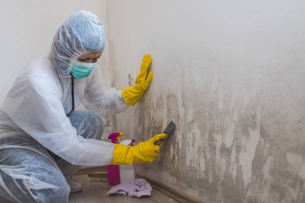 Mold Removal for HVAC Installations in Oakland, FL
