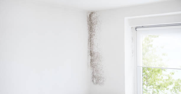 Best Industrial Mold Remediation  in Oakland, FL