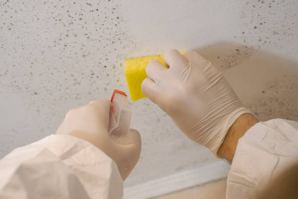 Best Emergency Mold Remediation  in Oakland, FL