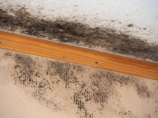 Best Mold Remediation for Vacation Homes  in Oakland, FL