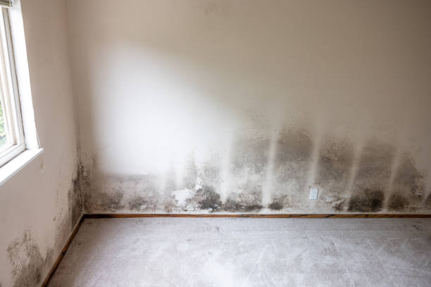 Best Mold Prevention Services  in Oakland, FL