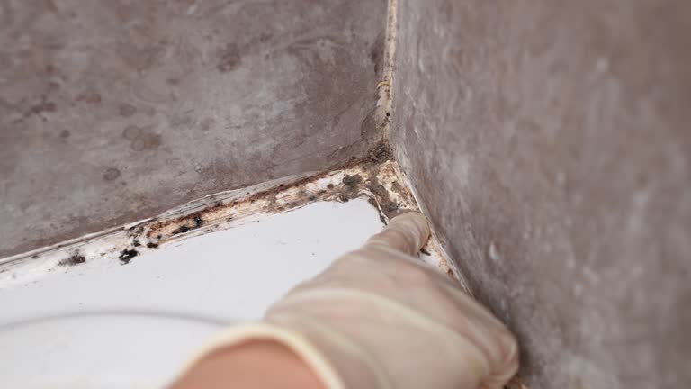 Mold Remediation for Vacation Homes in Oakland, FL
