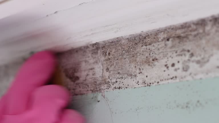 Best Post-Construction Mold Inspection  in Oakland, FL